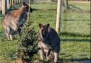 Wes the Wallaby was last seen at Greendale Farm Shop on Tuesday.