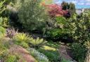 The garden of Bickwell House that was enjoyed by more than 150 visitors on Meet the Trees Day