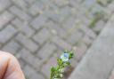 Thyme leaved speedwell