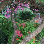 A chance to view the beautiful trees in some of  Sidmouth's private gardens