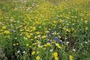 The wildflower meadows in The Byes were highlighted in the report as a success Picture: Brenda Cockett