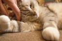Plans approved for new cat adoption centre. Picture: Archant
