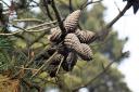 Serotinous cones that hang on to their seeds waiting for a bush fire. Picture: Ed Dolphin
