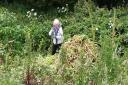 Volunteer Jane Bell making headway amongst a thick patch of Himalayan Balsam