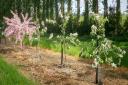 Fruiting apple trees with pink blossomed crab apple as pollinator.