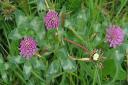 The red clover flowers will be allowed to thrive on verges in Sidmouth after the daffodils have died back