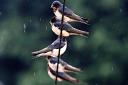 There were nine sightings of swallows in Devon in December last year
