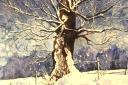 Lynda Kettle's painting, Winter Oak