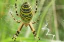 A Wasp Spider in Avon Gorge