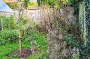 Benefits of a wild patch in your garden Picture: Sheila Meades