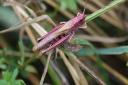 Beautiful purple Field Grass Hopper. Picture by Beryl Ladd. Ref exe 0120 purple field grass hopper