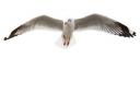 isolated flying common seagull on white background