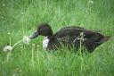Hungry Duck Eating Dandelion Seeds