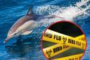 Dolphin in Devon found infected with bird flu