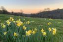 Wild daffodils at Plyford Farm