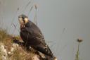 Peregrine falcon photographed in Sidmouth