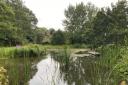 Sidbury Millennium Pond now