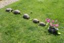 Jenny's pet tortoises