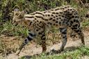 A serval cat in its natural habitat at the Serengeti National Park in Tanzania.