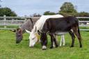 Donkeys at The Donkey Sanctuary in Sidmouth