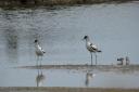 The avocets and their chicks at Seaton Wetlands
