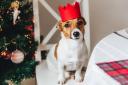 See the Christmas foods dogs can and can't eat as well as the symptoms to look out for which can tell you if they've eaten something they shouldn't have.