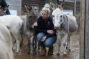 The 80 donkeys now have a permanent home at The Donkey Sanctuary in Sidmouth