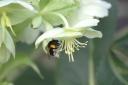 Buff-tail Bumblebee on Green Hellebore