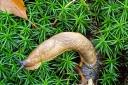 A large red slug in a garden in Sidmouth.