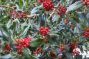 Holly leaves without prickles