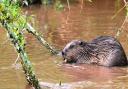 One of the wild beavers on the River Otter