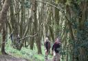 A walk through the trees with Sidmouth Arboretum