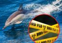 Dolphin in Devon found infected with bird flu
