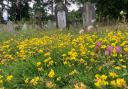 Birdsfoot trefoil among the graves at Sidmouth Cemetery