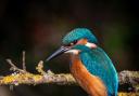Kingfishers are among the wildlife of the Sid Valley