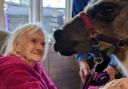 Llama with care home resident Rose
