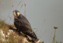Peregrine falcon photographed in Sidmouth