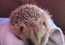 Hedgehog at The Hog Shack, Budleigh