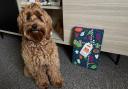Your dog is in for a treat if they get their paws on this Pure Pet Food Feliz Navidog Advent Calendar - this is why
