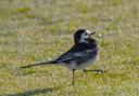 A strutting wagtail