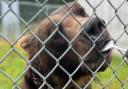 Diego the brown bear's 'options had run out' after being rescued from a disbanded Swedish zoo.