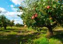 Try one of the less usual varieties of apples when you pick your own
