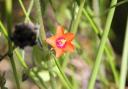 The scarlet pimpernel flower