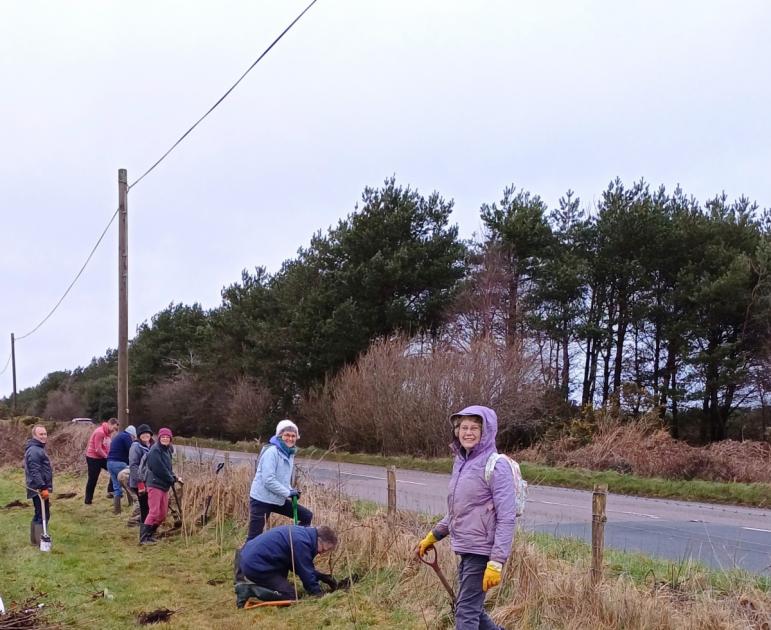 Volunteers plant 1,500 trees around Farway Common Airfield 