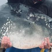 Paul Millman 62lbs Sunfish