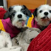 Bobby and Dotty, mother and daughter Shih Tzus