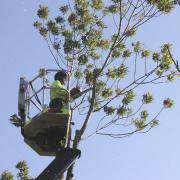 Devon County Council officer cutting an ash dieback infected tree