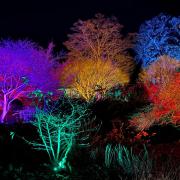 The gardens will be illuminated with colour