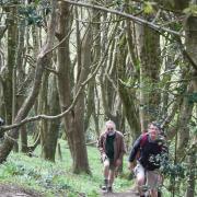Sidmouth Arboretum Tree Walk at Salcombe Hill. Picture: Ed Dolphin