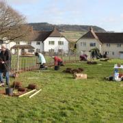 Community tree planting - one of the ways Sidmouth can help reduce the effects of climate change